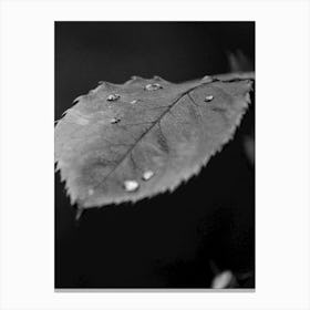 Water drops on a Leaf | Black and White Photography Canvas Print