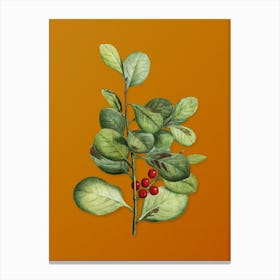 Vintage Lingonberry Evergreen Shrub Botanical on Sunset Orange n.0889 Canvas Print