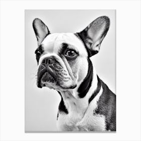 French Bulldog B&W Pencil dog Canvas Print