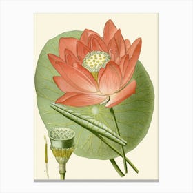 Lotus Flower 2 Canvas Print