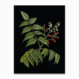 Vintage Tree of Heaven Botanical Illustration on Solid Black n.0821 Canvas Print