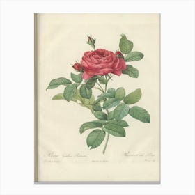 Rose Illustration, Pierre Joseph Redoute (12) Canvas Print