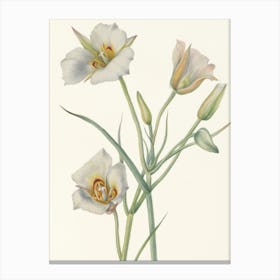 Vintage Botanical Mary Vaux Walcott _2732420 Canvas Print