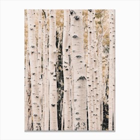 Aspen Tree Forest Canvas Print
