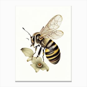 Stinger Bee 5 Vintage Canvas Print