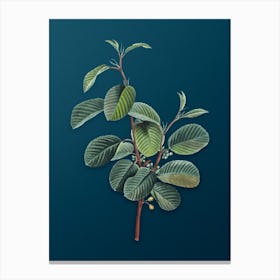 Vintage Alpine Buckthorn Plant Botanical Art on Teal Blue n.0730 Canvas Print