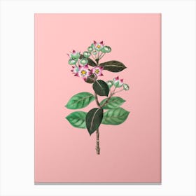 Vintage Tall Calotropis Flower Botanical on Soft Pink n.0157 Canvas Print
