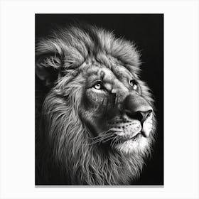 Barbary Lion Charcoal Drawing Portrait Close Up 3 Canvas Print