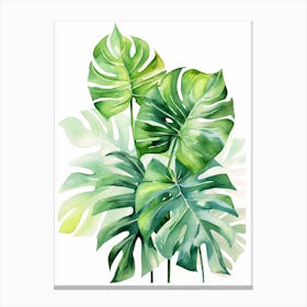 Monstera Leaves 1 Canvas Print