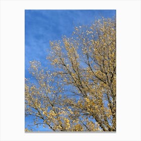 Yellow Leaves On A Tree Canvas Print