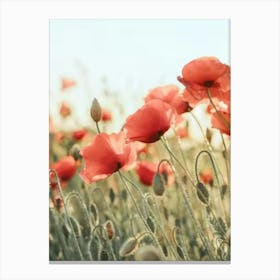 Poppies In The Field Canvas Print