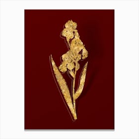 Vintage Dalmatian Iris Botanical in Gold on Red n.0268 Canvas Print