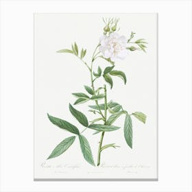 White Rose With Hemp Leaves, Pierre Joseph Redoute Canvas Print