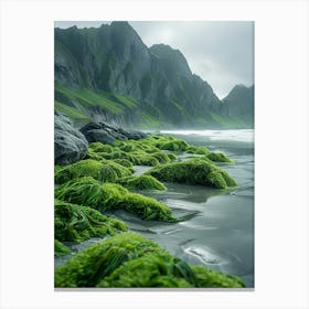 Moss On The Beach Canvas Print