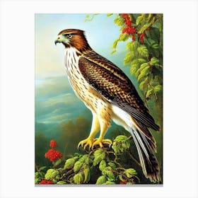 Red Tailed Hawk Haeckel Style Vintage Illustration Bird Canvas Print