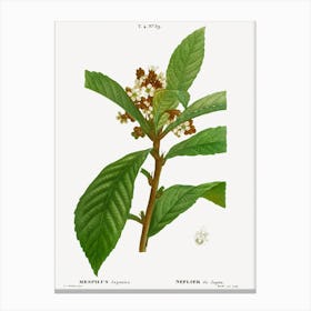 Loquat, Pierre Joseph Redoute Canvas Print