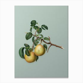 Vintage Pear Botanical Art on Mint Green 1 Canvas Print