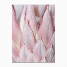 Details Of Blush Pink Protea Canvas Print