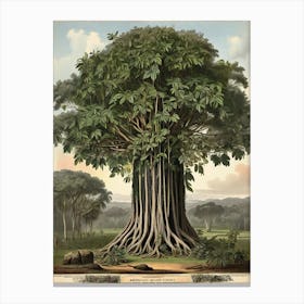 Banyan Tree Canvas Print