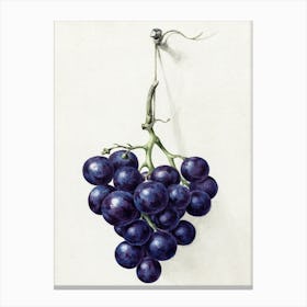 Bunch Of Blue Grapes, Jean Bernard Canvas Print