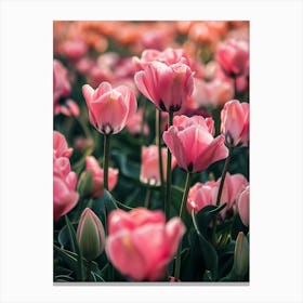 Pink Tulips Canvas Print