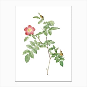 Vintage Pink Alpine Rose Botanical Illustration on Pure White n.0801 Canvas Print