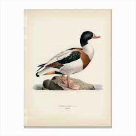 Shelduck, The Von Wright Brothers Canvas Print