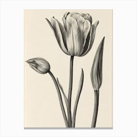 Tulips Vintage Botanical Flower Canvas Print