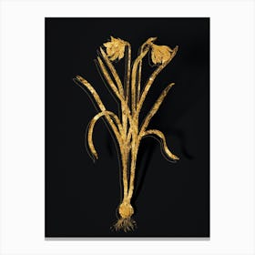 Vintage Narcissus Candidissimus Botanical in Gold on Black n.0192 Canvas Print