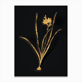 Vintage Gladiolus Lineatus Botanical in Gold on Black n.0226 Canvas Print