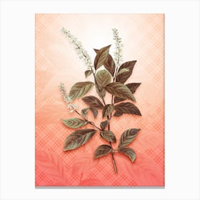 Virginia Sweetspire Vintage Botanical in Peach Fuzz Tartan Plaid Pattern n.0037 Canvas Print