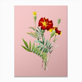 Vintage Mexican Marigold Botanical on Soft Pink n.0123 Canvas Print