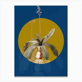 Vintage Botanical Scilla Lilio Hyacinthus on Circle Yellow on Blue n.0199 Canvas Print