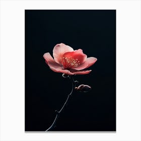 Pink Flower On A Black Background Canvas Print