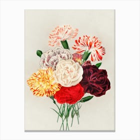 Carnations 4 Canvas Print