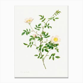 Brier Bush Rose Or Dog Rose, Pierre Joseph Redoute Canvas Print