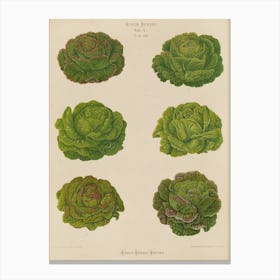 Cabbages 1 Canvas Print