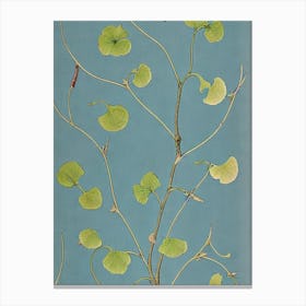 Ginkgo tree Vintage 2 Botanical Canvas Print