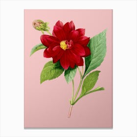 Vintage Double Dahlias Botanical on Soft Pink n.0221 Canvas Print