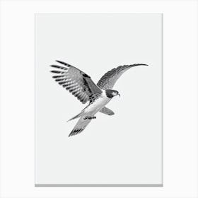 Harrier B&W Pencil Drawing 2 Bird Canvas Print