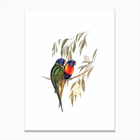 Vintage Rainbow Lorikeet Parrot Bird Illustration on Pure White Canvas Print