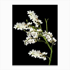 White Flowers On A Branch 1 Canvas Print