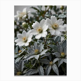 White Anemones Canvas Print