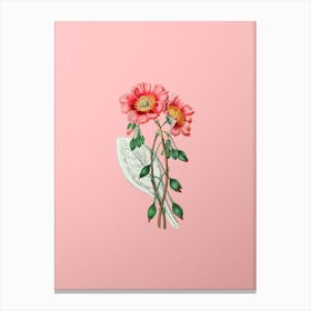 Vintage Discolored Calandrinia Botanical on Soft Pink Canvas Print