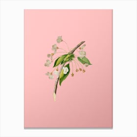 Vintage Cherry Plum Flower Botanical on Soft Pink n.0642 Canvas Print