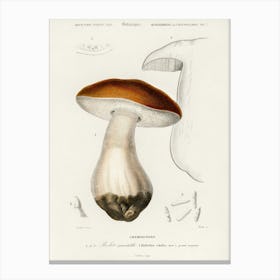 Penny Bun (Boletus Edulis), Charles Dessalines D' Orbigny Canvas Print