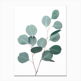 Silver Dollar Eucalyptus Canvas Print