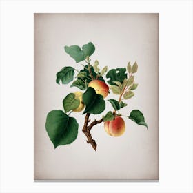 Vintage Apricot Botanical on Parchment n.0395 Canvas Print
