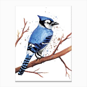 Blue Jay Bird Canvas Print