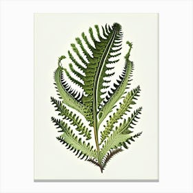 Tripinnatifid Spleenwort Vintage Botanical Poster Canvas Print